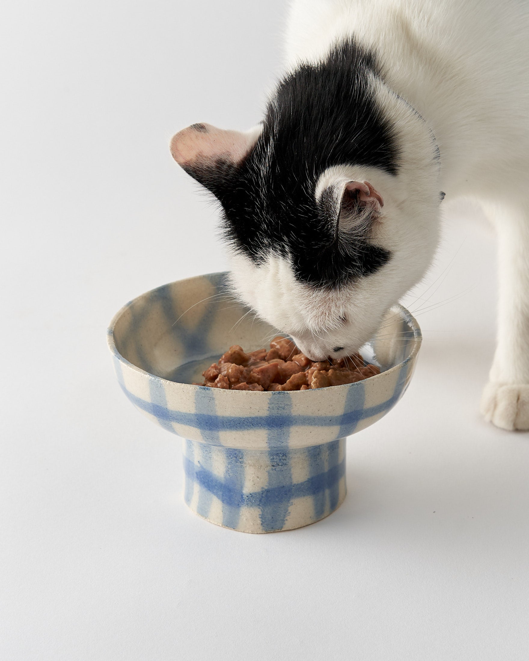 Kitten in food bowl best sale